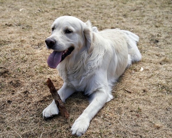Mastering Litter Box Training for Your Pet Hamster: A Step-by-Step Guide for UK Homes