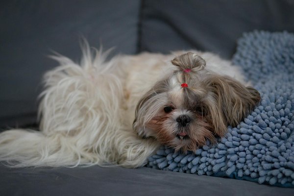 Ultimate Guide to Grooming Long-Haired Cats in the UK: Expert Tips and Best Practices